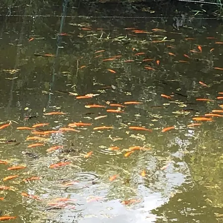 Ancien Aux Moines Pierrefitte St Lo 4* Сен-Ло