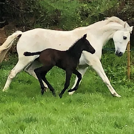 Ancien Aux Moines Pierrefitte St Lo