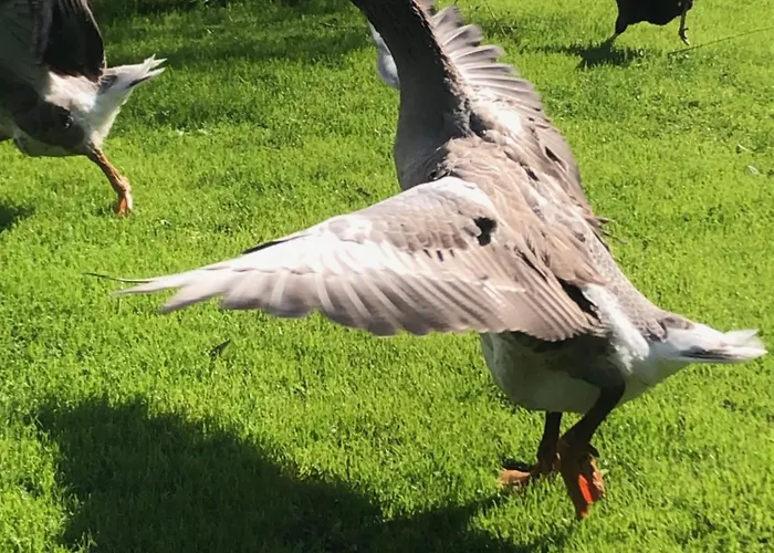 Ancien Aux Moines Pierrefitte St Lo 4* Saint-Lo