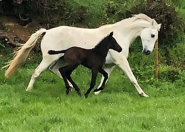 Ancien Aux Moines Pierrefitte St Lo